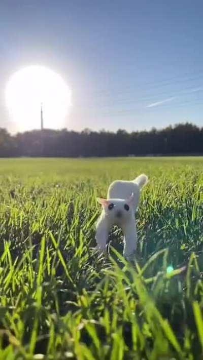 Бегущая милота