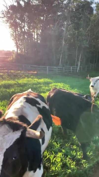 The cows are all hoppity-happy with life at Santuário Amor que Salva animal sanctuary!