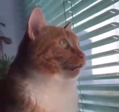 Absolutamente enfocado en su objetivo