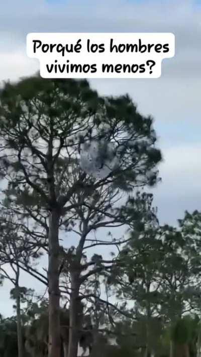 Rakkun - Video #2145