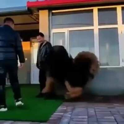 He wants a pet so bad.