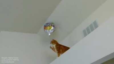 Maine Coon that loves balloon