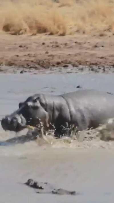 angry elephant vs hippo