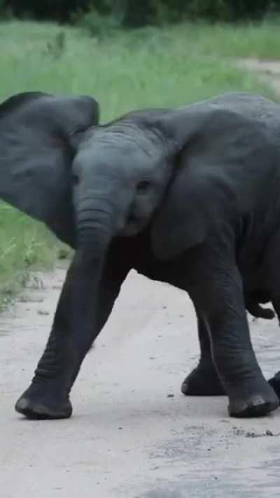 Cute Baby Elephant