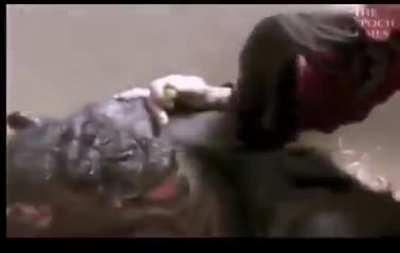 Chimp gets to meet an old friend before she goes