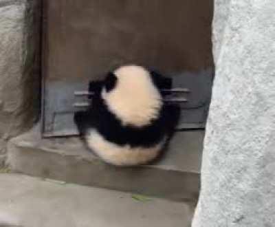 Cutest doorstop ever