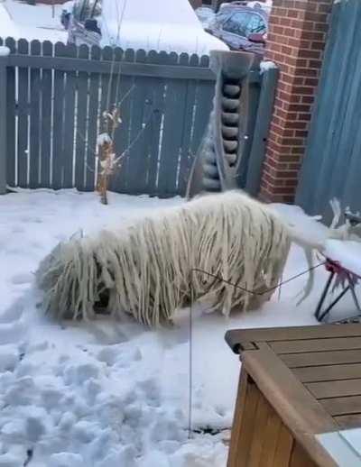 A Komondor enjoying the snow
