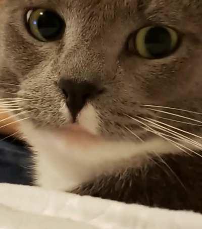 I blew on my cat for the first time... 