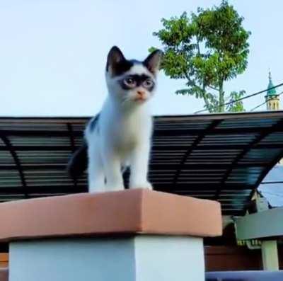 What's the name of this kitty?