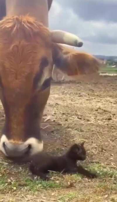 Grass puppy and her tiny friend 
