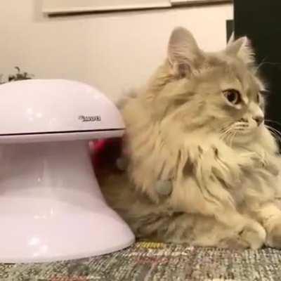 to get kitty in a playful mood