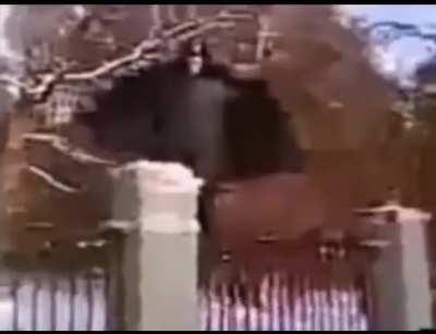 The man in the form of a bat