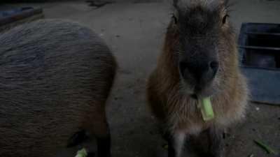 Day 351 of posting capybara videos to r/forsen