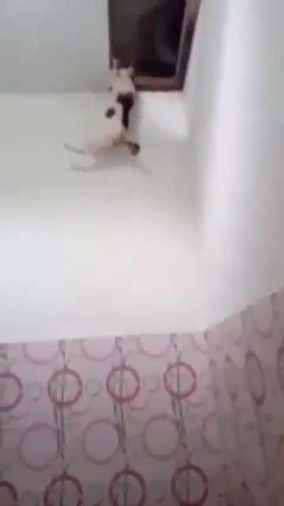 amk kedisi banyu yaptırmadı bi türlü amk kedisi