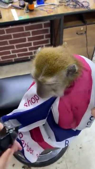 Когда привёл младшего брата к парикмахеру