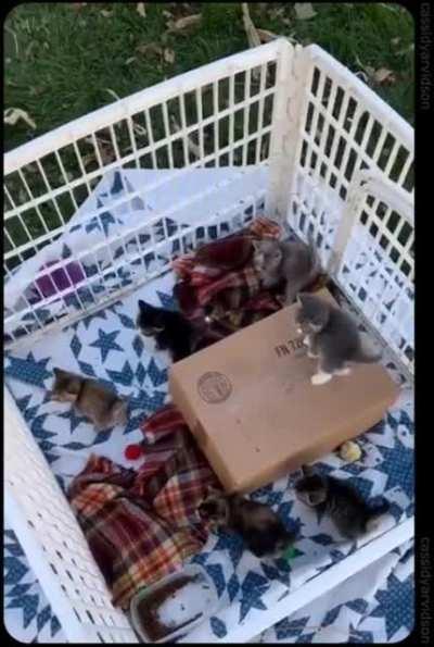 Small Kitties in outdoors with puppy