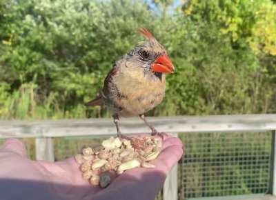 A Cardinal stops by to enjoy a sunflower seed and takes an almond to go.