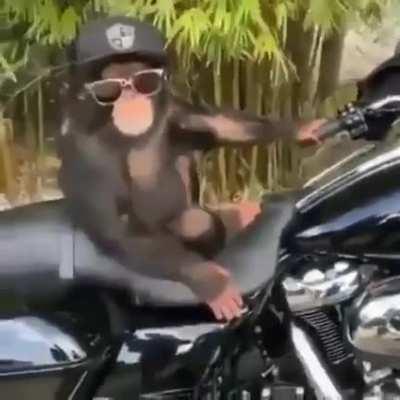 On road trip to find perfect banan. Life's good.