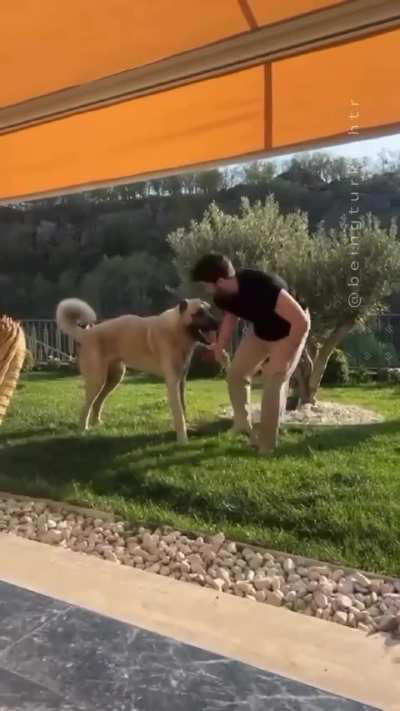 which breed is it‽