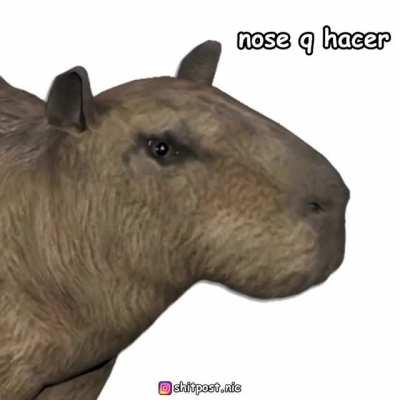 ＣＡＲＰＩＮＣＨＯ