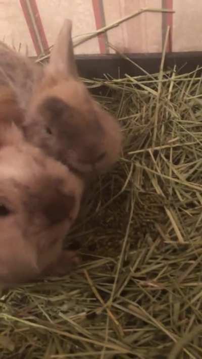 They like to let me pet them when they’re eating.