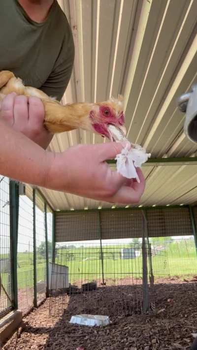 My chicken tried to eat a paper towel