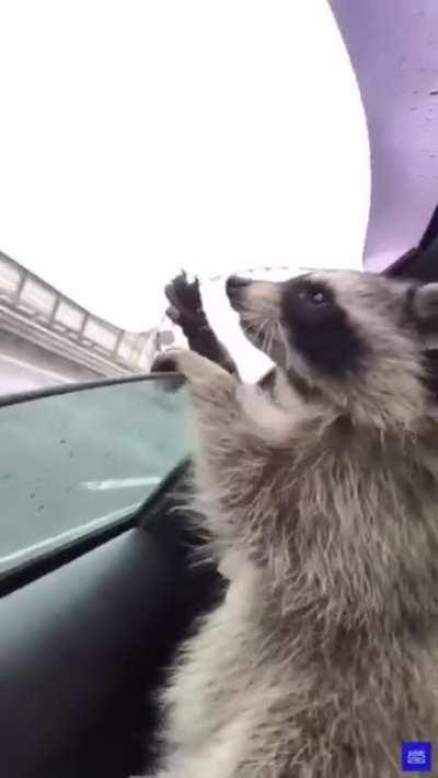 Derpy raccoon trying to eat the air