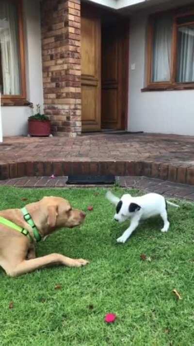 Someone has a new friend