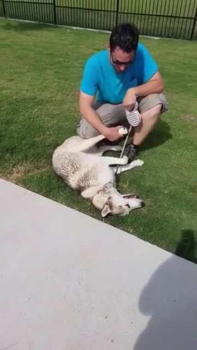 Huskey throws a tantrum because he has to leave the dog park