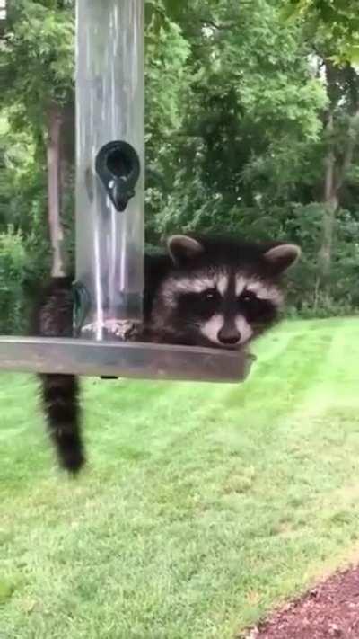 The most beautiful bird