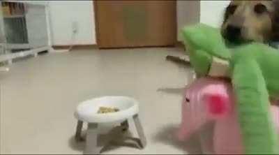 Dog invites all its stuffed animal friends to eat..