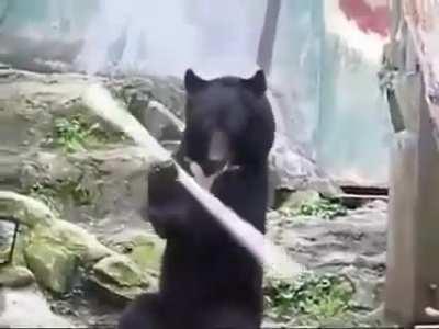 Bear doing ninja things