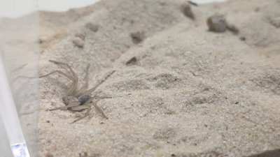 The Sicarius sand spiders arnt real 🤣🤣