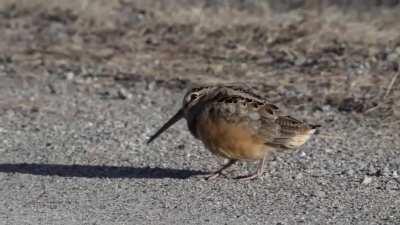 This bird's got the moves
