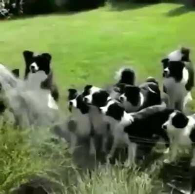 Watering the Collie Flowers