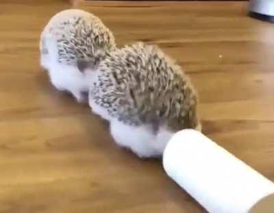 Hedgehog train