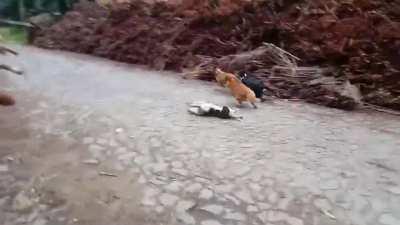 O troco na cachorrada!