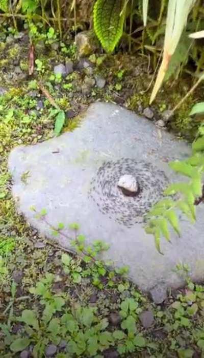 The ants are up to something