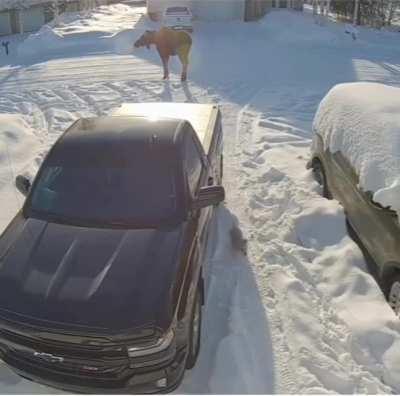 This man went to collect his mail, not realizing a moose was staring him down across the street.