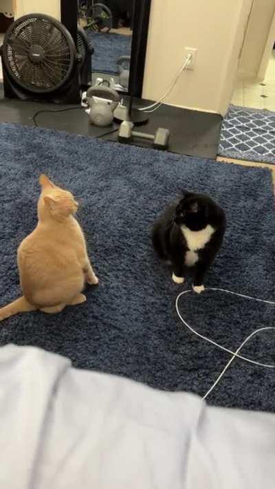 Lost his brain cell mid staring contest