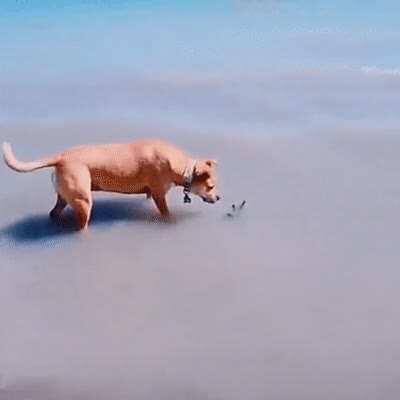 Собака испугака