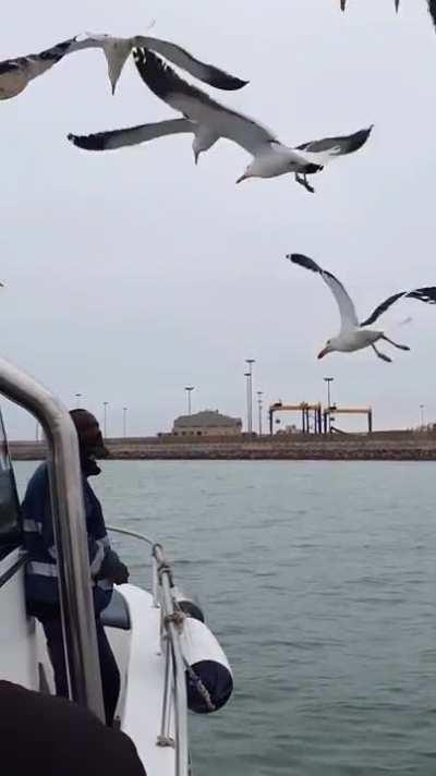 That's a strange parrot