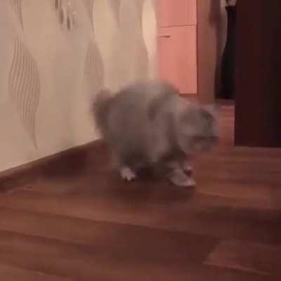 fluffy floof startle