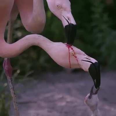 These flamingos are not fighting and that is not blood. Milk secretion in flamingos takes place in the lining of their upper digestive tract, so that red liquid is crop milk, regurgitated in order to feed the young chick