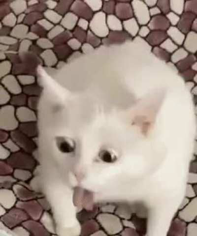 I JUST FOUND OUT I'M 3.125% FRENCH