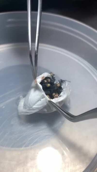 Funnel Web Spiders of Australia lay up to 100 eggs in a pillow-like silk sac, where they stay for three weeks until they hatch. This is what one looks like after they hatch.