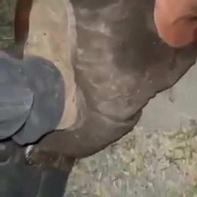 Interrogated then killed. NSFW