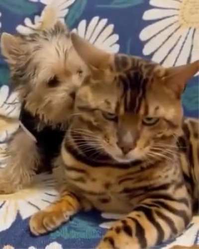 Ever since the cat dropped his snack this morning, he’s been holding a grudge against the dog 😆