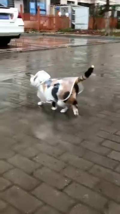 cotton balls are afraid of getting wet in the rain 🌧🌧🌧