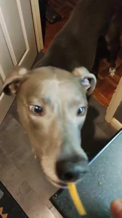 My lurcher eats carrots like spaghetti